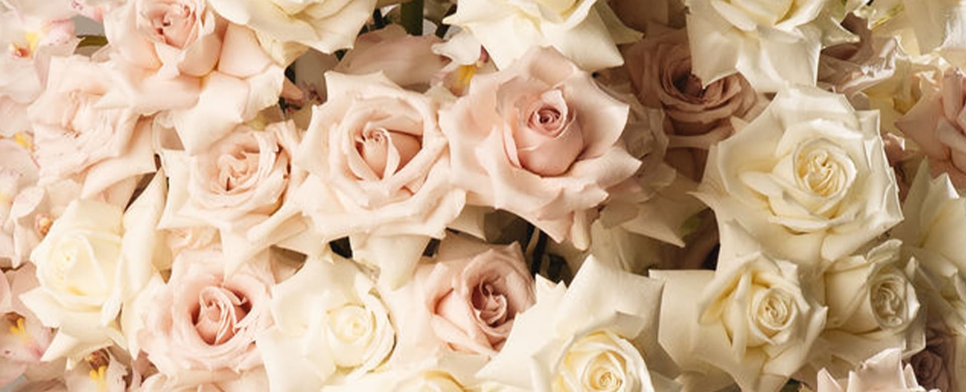 White and dusty pink roses
